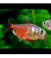 Lote 5x Chama Tetra