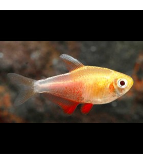 5x Tetra Flama Naranja