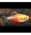 5x Tetra Flama Naranja