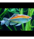 Tetra Congo | Comprar Tetra Congo | Acuario Plantado