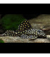 Hypancistrus Inspector | Comprar Hypancistrus Inspector | Acuario Plantado