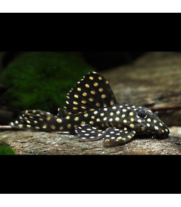 Hypancistrus Inspector | Comprar Hypancistrus Inspector | Acuario Plantado