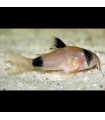 Lote 5x Corydora Panda