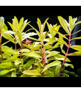 Nesaea Pedicellata Dourada