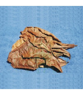 Terminalia Catappa (amêndoa indiana) - 2 folhas tamanho L