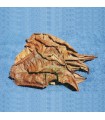 Terminalia Catappa (Almendro indio) - 2 hojas tamaño L