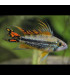 Pez de acuario Apistogramma Cacatuoides