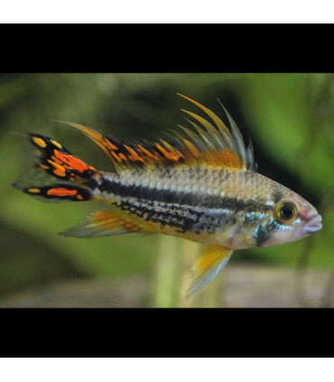 Pez de acuario Apistogramma Cacatuoides