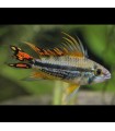 Apistogramma Cacatuoides