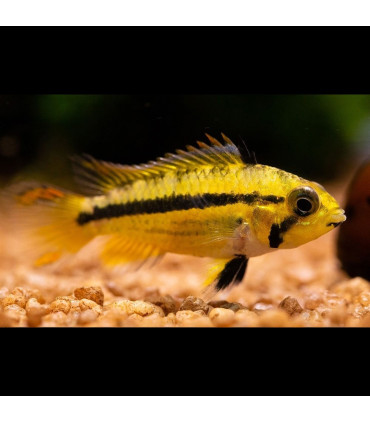 Pez de acuario Apistogramma Cacatuoides