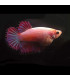 Pez de acuario Betta Hembra corona