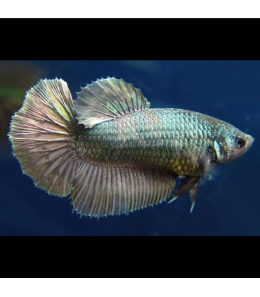 Pez de acuario Betta hembra Halfmoon