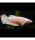 Pez Betta Hembra | Acuario Plantado