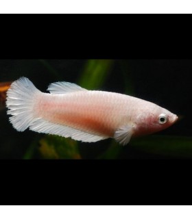 Betta Hembra Splendens