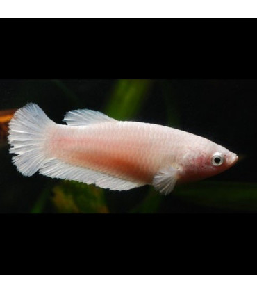 Pez Betta Hembra | Acuario Plantado