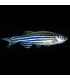 Danio cebrita | Comprar Cebrita | Acuario Plantado