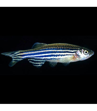 Danio cebrita | Comprar Cebrita | Acuario Plantado