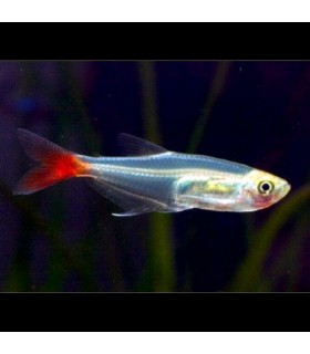 Lote 5x Tetra cristal cola roja