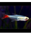 Lote 5x Tetra cristal cola roja