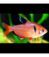 Peces de acuario | Tetra serpae red