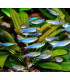 Tetra Azulado | Comprar Tetra Azul | Acuario Plantado