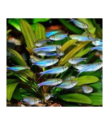Tetra Azulado | Comprar Tetra Azul | Acuario Plantado