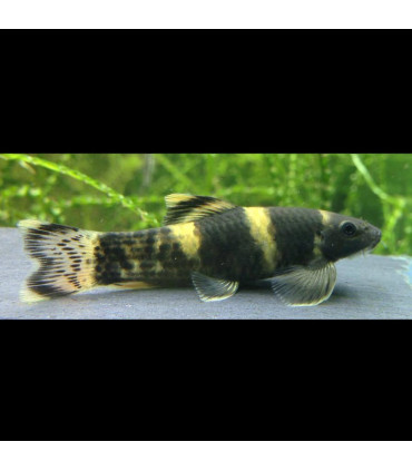 Garra Flavatra Panda | Comprar Pez garra | Acuario Plantado
