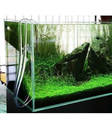 Entrada salida vidrio acuario aquascaping