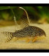 Corydora Sterbai | Comprar Corydora Sterbai | Acuario Plantado