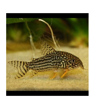 Corydora Sterbai | Comprar Corydora Sterbai | Acuario Plantado