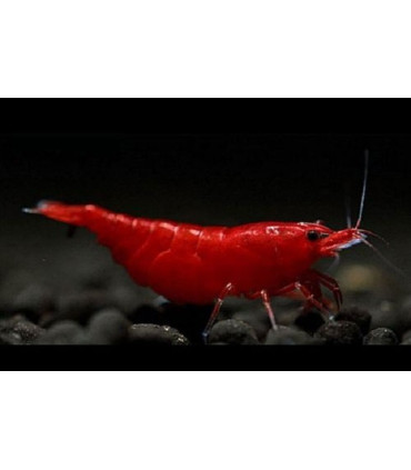 Gambas de acuario Bloody Mary