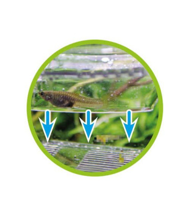 Paridera interna nido 4 hobby