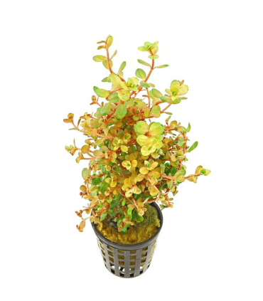 Rotala Orange Juice | Plantas de acuario| Acuario Plantado