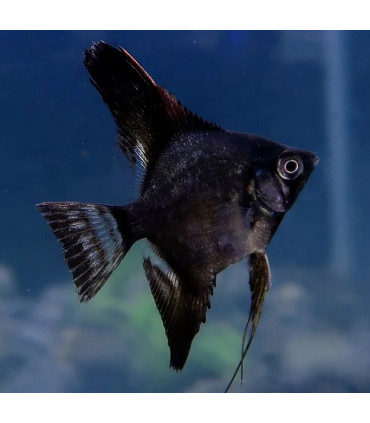 Pez de acuario Escalar Koi