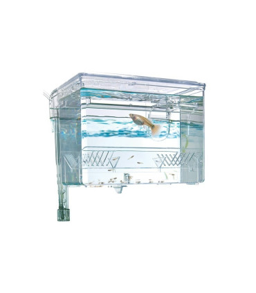 Paridera externa marina