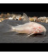 Pez Corydora albina