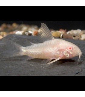 Lote 5x Corydora Albina