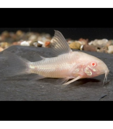 Pez Corydora albina