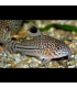 Pez Corydora leopardo Julii