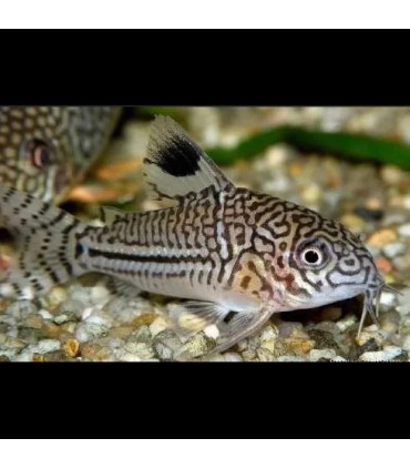 Pez Corydora leopardo Julii