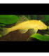 Pez de acuario Ancistrus Oro