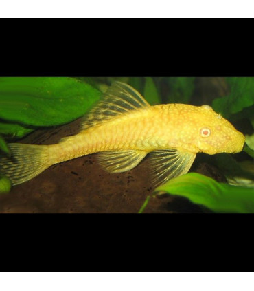 Pez de acuario Ancistrus Oro