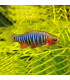 Pez de acuario Rasbora erytromicron