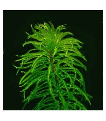 Elodea Najas | Plantas de acuario| Acuario Plantado
