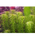 Elodea Najas | Plantas de acuario| Acuario Plantado