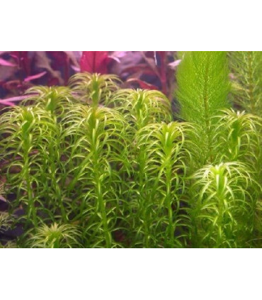 Elodea Najas | Plantas de acuario| Acuario Plantado