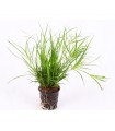 Juncus Repens