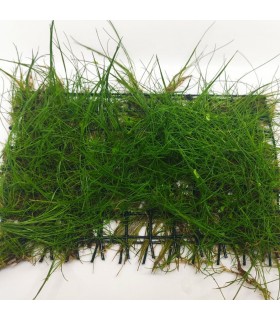 Eleocharis Parvula - Malla 10x15cm