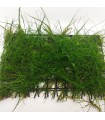 Eleocharis Parvula - Malha 10x15cm