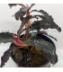 Plantas de acuario | Bucephalandra Godzilla Kedagang red